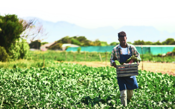 I-CAN Policy Brief: Bridging Climate And Nutrition Policies In Tanzania
